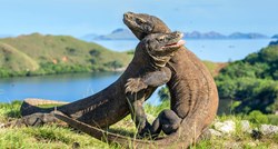 Poznati otok Komodo bit će zatvoren za turiste na godinu dana